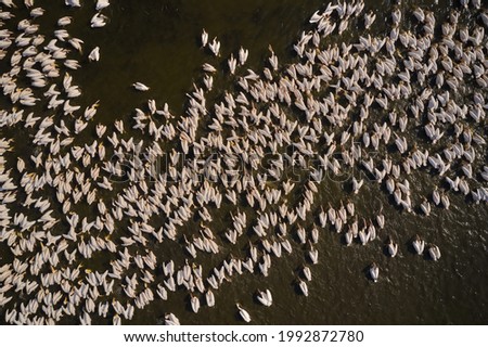 Great white pelicans in natural habitat ( Pelecanus onocrotalus), Danube Delta, Romania