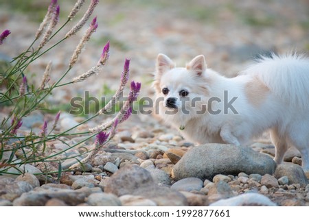 Little white dog and Cockscomb flowers on pebbles ground.