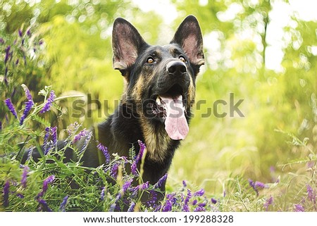portrait fun beautiful german shepherd dog puppy belgian shepherd summer nature 