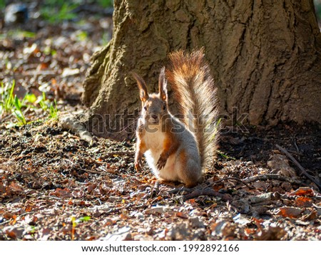 A large portrait of a squirrel sitting on the green grass near a tree in the park on a sunny spring day