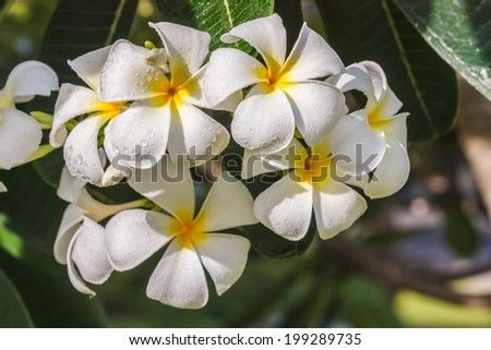 flower white frangipani bloom in the tropical sunlight.