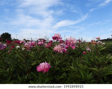 beautiful pink colored blossom of peony with green leaves as background