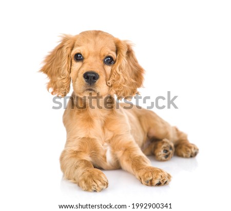 Portrait of a English cocker spaniel puppy lying in front view. isolated on white background Royalty-Free Stock Photo #1992900341