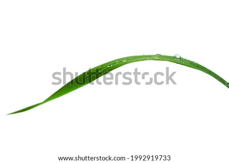 closeup of water drops on green blades of grass on white background, shallow depth of field Royalty-Free Stock Photo #1992919733