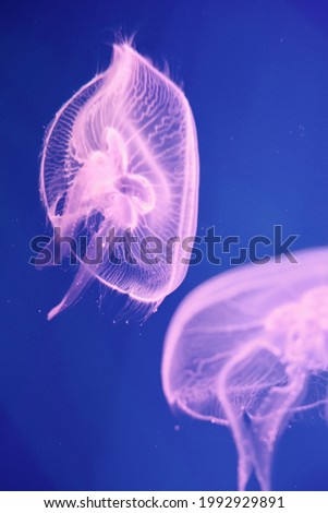 the two jellyfish froze in the moment