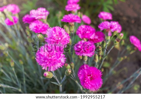 Small flowers carnation Background Summer
