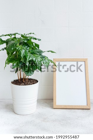 Sprouts of coffee plant tree in a pot on the table and mock up poster frame
