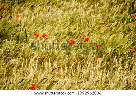 red poppies in a wheat field  
