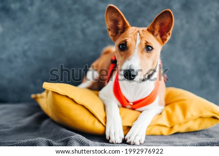 Portrait of red white basenji dog sitting on yellow pillow. Royalty-Free Stock Photo #1992976922