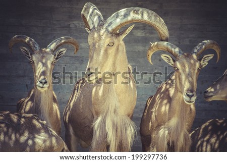 Herbivore, beautiful group of Spanish ibex, typical Animal