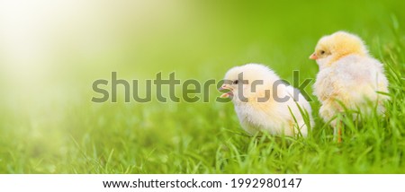 Little yellow chicken on the green grass. Wide banner