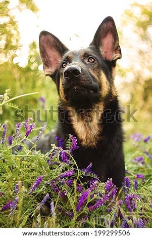 fun beautiful german shepherd puppy dog