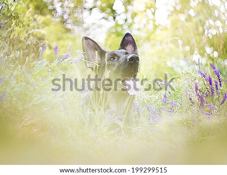 portrait fun beautiful german shepherd dog puppy belgian shepherd summer nature