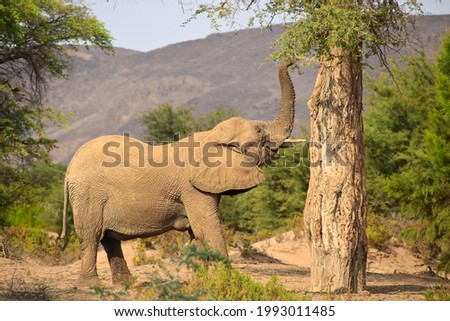 african elephant (Loxodonta africana) grabbing some branches from a tree with its trunk