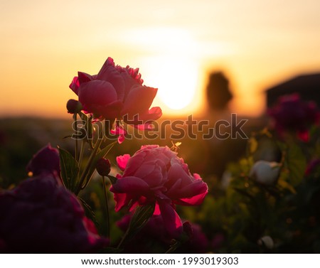 Roses illuminated from the rising sun - nice silhouette with orange and pink colors