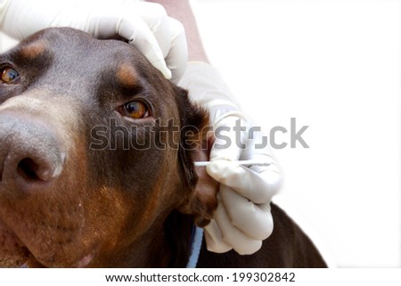 vet to clean dog ears