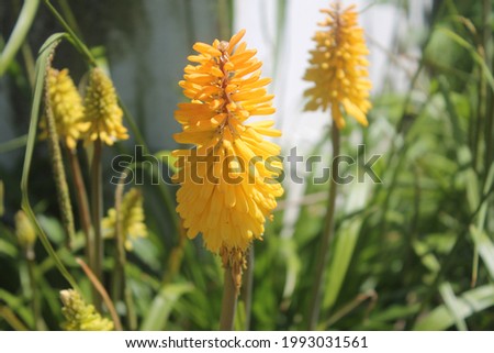 A yellow red hot poker flower plant