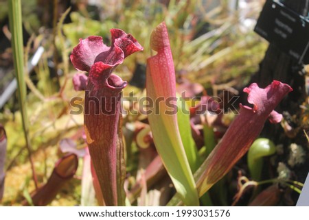 A pitcher plant in a botanical garden 