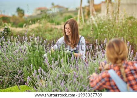 Unrecognizable flower farmers working on plantation with blooming lavender plants