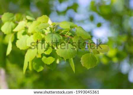 Branches with spring leaves common aspen (Populus tremula), selective focus. Floral background with green spring leaves. Close up on a fresh green leaves of common aspen (Populus tremula). Royalty-Free Stock Photo #1993045361