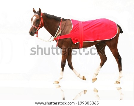 Portrait of a racehorse thoroughbred in white background