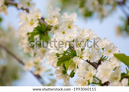 Beautiful white flowers grow densely on a branch of a cherry tree. There is copy space. Beauty in nature, flowering plant in spring or summer. Defocusing the background.