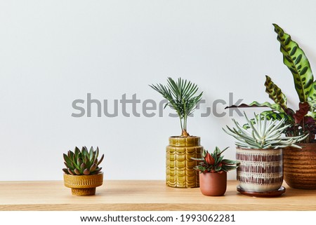 Stylish composition of home garden interior filled a lot of beautiful plants, cacti, succulents, air plant in different design pots. Home gardening concept Home jungle. Copy spcae. Template