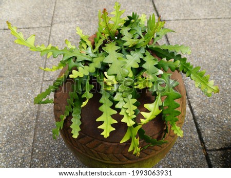 Beautiful Zig zag cactus, also known as Fishbone cactus Royalty-Free Stock Photo #1993063931