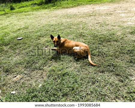 A morning Dog sitting on sunlight. dog sitting on the field. 