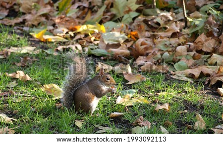 Natures Squirrel Eating Nuts In London Park