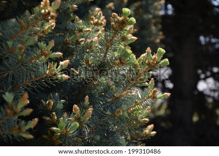 Nature background with pine tree branches