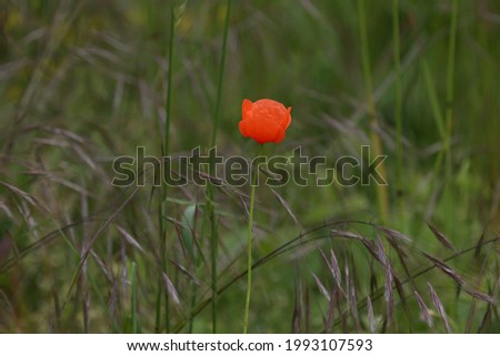 A closeup shot of a red poppy in the meadow on a blurred background