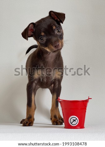 funny dog ​​surprised dark brown Russian terrier puppy with a mosquito candle in a red bucket with a mosquito sticker on a light background