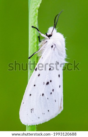 A white ermine hanging on a blade of grass against a green background