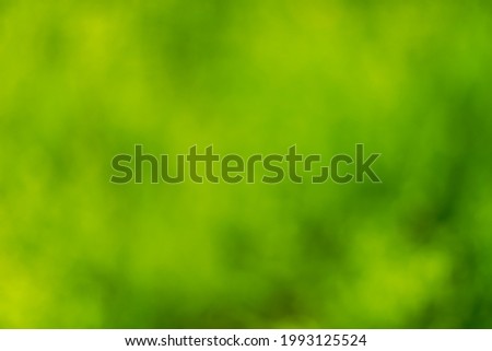 
bokeh greenery, green background, blurred grass background