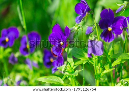 Colored pansies on the flowerbed in the garden
