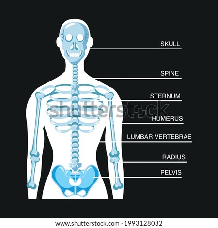 human skeleton system structure infographic