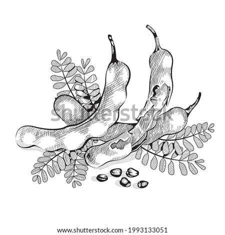 Tamarinds in Black and white Hand Drawn .Vector illustration in white Background. Royalty-Free Stock Photo #1993133051