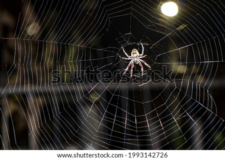 A closeup shot of a creepy spider on its web at night