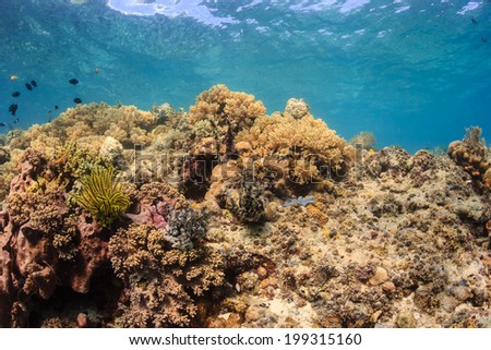 Colorful tropical coral reef