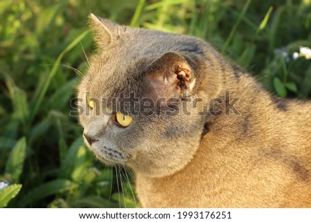 British shorthair cat in the grass. A beautiful fat cat. A beautiful, healthy cat basking in the sun.