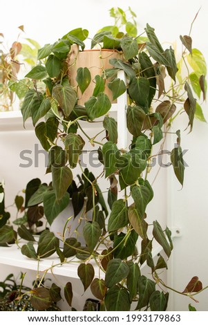 Philodendron Micans leaves on a white background, creative tropical plant concept. Home interior decoration.
