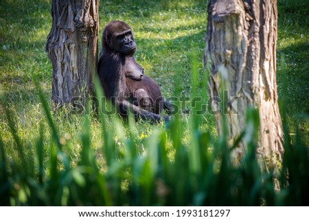 Gorilla siiting under the tree in nature