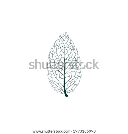 Close Up of Fiber Structure of Dry Leaves Texture Background, Cell Patterns of Skeletons Leaves, Foliage Branched, Leaf Veins Abstract of Autumn Background Royalty-Free Stock Photo #1993185998