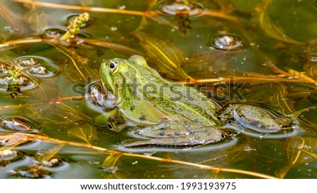 rana esculenta - common european green frog is swimming in a garden pond