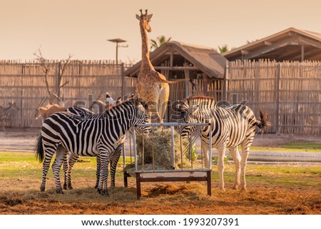 Several Zebras are eating fresh hay and mixed feed against the background of a giraffe going to the gates of the zoo and safari park.