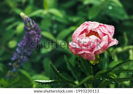 Pink peony with raindrops on the petals. Copy space.