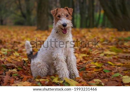Wire Fox Terrier hunting dog. Puppy pet in autumn Royalty-Free Stock Photo #1993231466