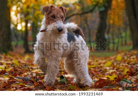 Wire Fox Terrier hunting dog. Puppy pet in autumn Royalty-Free Stock Photo #1993231469