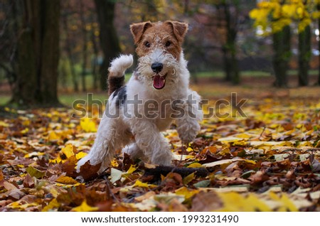 Wire Fox Terrier hunting dog. Puppy pet in autumn